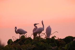 暮色渐浓,夜幕降临的浪漫时光