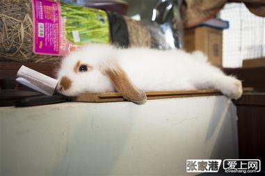 老师的宠物,老师家的可爱宠物日常